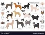 39 Designer Dog Breeds - Designer Puppy Finder | VIP Puppies