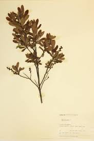 Image result for Myricaceae