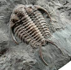 pin on trilobites