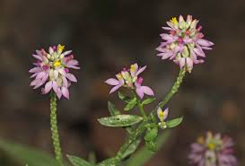 Image result for Polygala senensis
