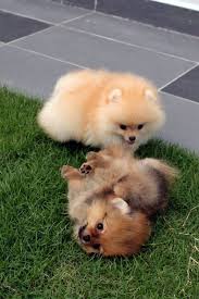 Awww These Pomeranians Are Sooooo Cute I Want One Cute Dogs Cute Animals Puppies
