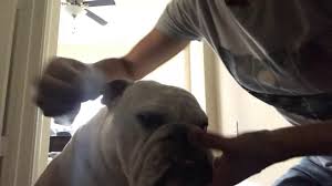 The vet has suggested a cadectomy which should elimate the. Bulldog Face Folding And Tail Pocket Cleaning Youtube
