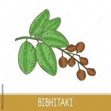 Image result for Terminalia bellirica