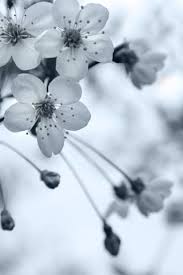 Black And White Cherry Blossoms Wallpaper Black And White With Images Grey Flowers Flowers Android Wallpaper