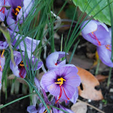 Maybe you would like to learn more about one of these? 12 Culinary Herbs For The Flower Garden Modern Frontierswoman