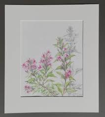 Image result for x Ruttyruspolia 'Phyllis van Heerden'