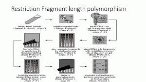 Simply, the variations in the restriction dna fragments length between individuals of a species is called rflp. Restriction Fragment Length Polymorphism Rflp Principle Procedure And Application Online Biology Notes