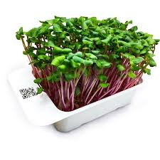 With kettles, toasters, coffee machines, slow cookers and more, you can. Microgreens By Leaf Learn Radish Seedling Planter Alzashop Com