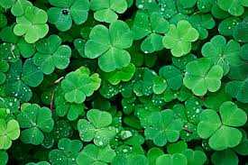 Good availability and great rates. Shamrocks Vs Clovers What S The Difference Little Rae S Bakery Wholesale Cookies