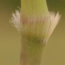 Image result for Trachypogon