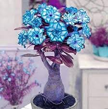 Image result for Adenium