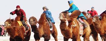 Juvenile survival rates remain poorly studied. Camel Festival Tour 4 Days Discover Mongolia Travel