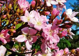 Check spelling or type a new query. 9 Evergreen Shrubs Planted In February For Small Gardens Copperstate News