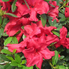 Another selling point is that it reblooms. Bloom A Thon Red Azalea 3 Gallon Container Lots Of Plants