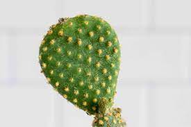 After all, we can all the christmas cactus is identified by its segmented stems and bright flowers that appear at the ends of the stems. Prickly Pear Plant Care Growing Guide