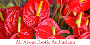 Unforgettable taste and aroma give this herb its main appeal. Did You Know Anthuriums Are The Most Popular Tropical Flowers