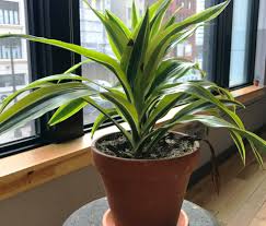 Dracaena plants are also a good test species because if you find yourself killing them consistently, then other kinds of plants are also going to die in your houseplant dungeon. Houseplant Care Brown Spots On My Dracaena Bloomscape
