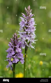 Image result for Eulophia galeoloides