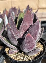 Image result for Crassula alba