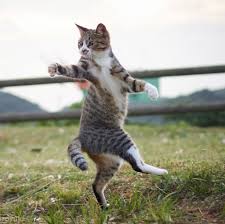 Karate synonyms, karate pronunciation, karate translation, english dictionary definition of. Ninja Cat Japanese Photographer Captures Perfect Cats Karate Moments Cgtn