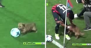We did not find results for: Random Dog Interrupts Soccer Match In Argentina And Wins The Hearts Of Fans Bored Panda