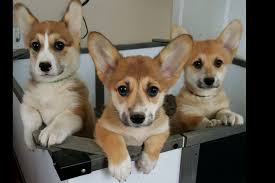 Take a moment and browse all the dog breeds we have available in michigan. Elizabeth Stewart Has Pembroke Welsh Corgi Puppies For Sale In Adrian Mi On Akc Puppyfinder Corgi Puppies For Sale Pembroke Welsh Corgi Welsh Corgi Funny