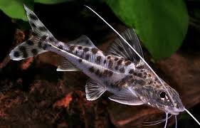 Black Aquarium Catfish Google Search Aquarium Catfish Aquarium Fish Home Aquarium Fish
