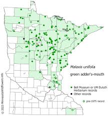 Image result for Malaxis schliebenii