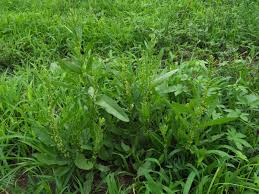 Image result for Rumex lanceolatus
