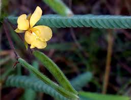 Image result for Chamaecrista falcinella