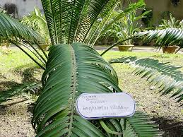 Image result for Encephalartos villosus