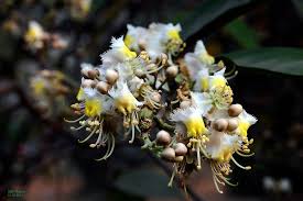 Image result for Hiptage