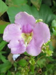 Image result for Thunbergianthus