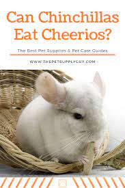 Can Chinchillas Eat Cheerios The Pet Supply Guy Chinchilla Pets Small Pets