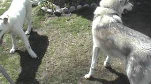 Whatever you need, whatever you want, whatever you desire, we provide White German Shepherd Vs Siberian Husky Mix Youtube