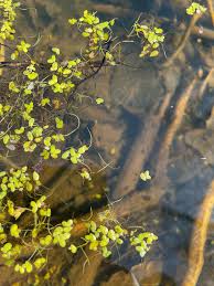 Image result for Wolffiella