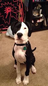 Black And White Pitbull Mix Puppy Lena Pitbull Great Dane Mix Great Dane Pitbull Mix Puppies Great Dane Dogs