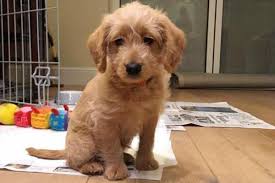 We did not find results for: Tiny 14 Week Old Labradoodle Puppy Miraculously Found After Three Days Missing In Freezing Cold In Richmond Park London Evening Standard Evening Standard