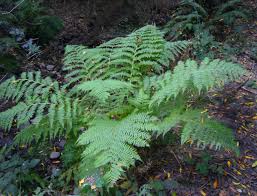 Image result for Athyrium