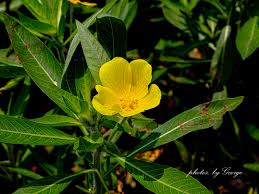 Image result for Onagraceae