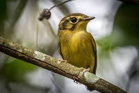patinho (Platyrinchus mystaceus) | WikiAves - A Enciclopédia das Aves do  Brasil