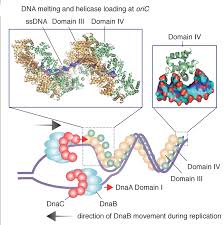 While this usually is not a deadly mutation, it may cause issues. Chapter 9 Dna Replication Chemistry