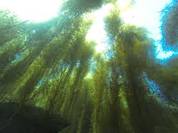 Image result for Stolzia heiligenthalii