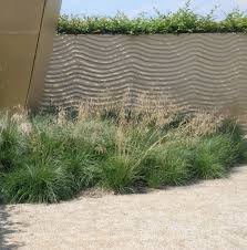 Image result for Deschampsia cespitosa