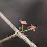 Image result for Eugenia capensis