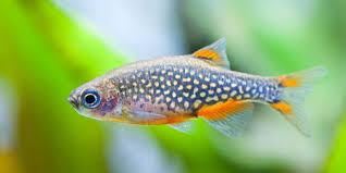 Masih banyak lagi jenis ikan hias aquarium mini yang belum saya bahas di atas, akan tetapi ketika hendak membeli ikan hias kecil yang pas pada akuarium anda harus bertanya pada penjualnya karena dikhawatirkan ketika anda malahan membeli ikan predator, yang nantinya akan berakibat fatal. 7 Jenis Ikan Kecil Terbaik Untuk Akuarium Kecil Di Rumahmu Pintarpet