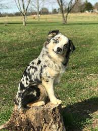 Purchase your mini australian shepherd puppy today and start enjoying your energetic, intelligent. Blue Buckaroo Mini Aussies Miniature Australian Shepherd Puppies Mini Australian Shepherd Puppies For Sale Nashville Tn