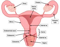 This diagram depicts internal female anatomy pictures.human anatomy diagrams show internal organs, cells, systems, conditions, symptoms and sickness information and/or tips for healthy living. Male And Female Reproductive System A Comprehensive Introduction Tips Share
