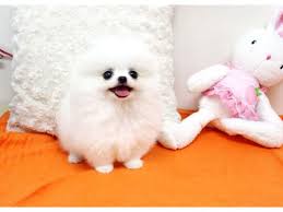 The bichon frise is a companion dog through and through. Teacup Pomeranian Puppies For Sale Dogs And Puppies