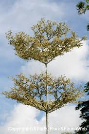 Image result for Terminalia mollis